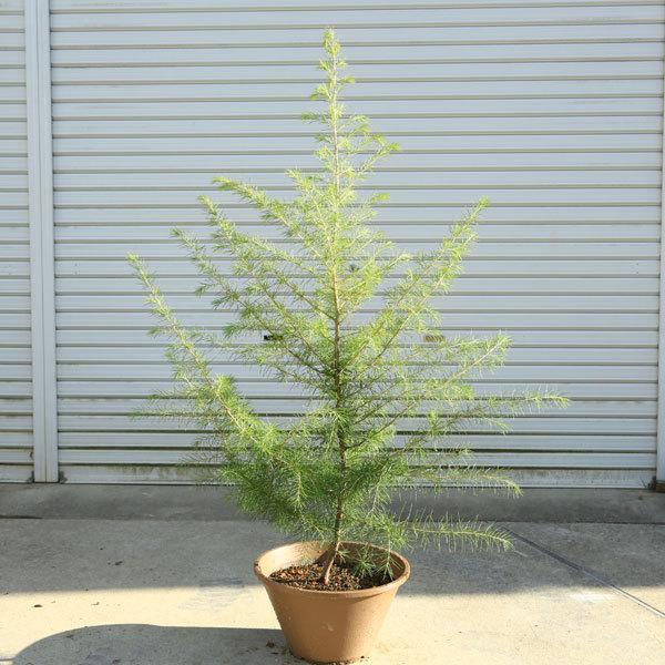 送料無料 特選庭木 植木 ヒマラヤスギ クリスマスツリー 鉢植え モミの木より優しい枝葉 全高 約150ｃｍ 佐川急便大型発送 N1645v 遊恵盆栽 Yahoo 店 通販 Yahoo ショッピング