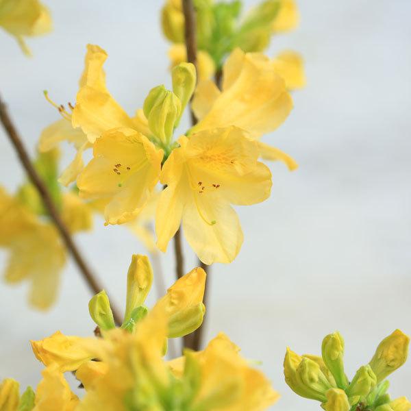 庭木 苗木 植木 レンゲツツジ ５寸ポット カバレンゲ キレンゲお選びください N1648v 遊恵盆栽 Yahoo 店 通販 Yahoo ショッピング