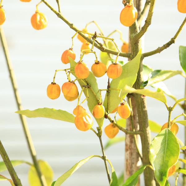 送料無料 庭木 トキワマユミ 常盤まゆみ 茜 雌株 樹高 約140ｃｍ 全高 約160ｃｍ 佐川大型商品発送 N1654v 遊恵盆栽 Yahoo 店 通販 Yahoo ショッピング