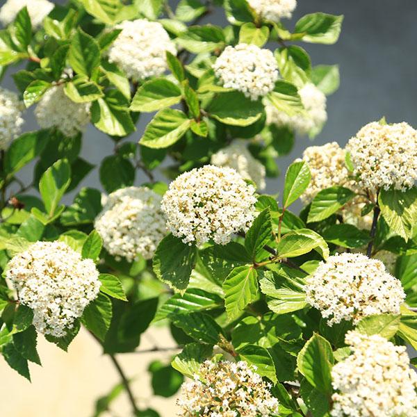 ハクサンボク 株立ち 白花 赤い実 白山木 常緑ガマズミ 常緑樹