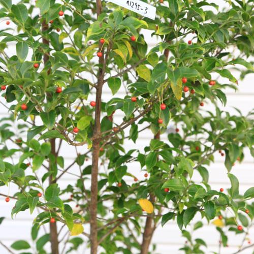 庭木 植木 シンボルツリー クロソヨゴ くろそよご 黒ソヨゴ 樹高40ｃｍ N1657v 遊恵盆栽 Yahoo 店 通販 Yahoo ショッピング