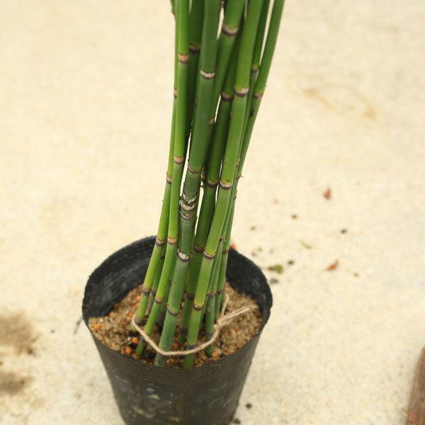 庭木 植木：ジャンボトクサ（オオトクサ）* : 遊恵盆栽 Yahoo!店