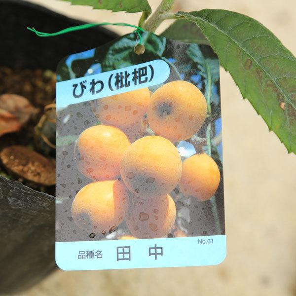 庭木・植木：庭木：ビワ（枇杷）* 田中or茂木orクイーン長崎 品種をお