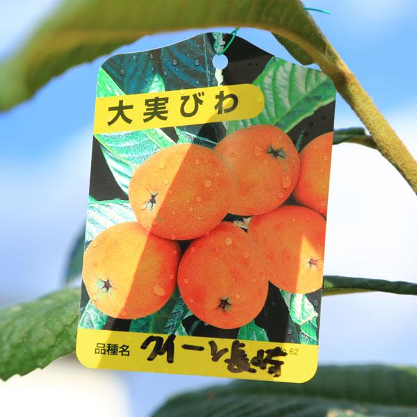 ビワ果樹 。茂木枇杷。鉢ごと無料で発送致します。 biwa_pho_1_z.jpg