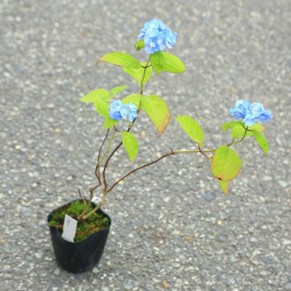 庭木苗 植木苗 山アジサイ やまあじさい 八重甘茶 紫陽花 訳あり商品 やえあまちゃ
