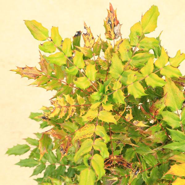 庭木 植木 ヒイラギナンテン 柊南天 大株 樹高50 60ｃｍ 幅40ｃｍ N1671v 遊恵盆栽 Yahoo 店 通販 Yahoo ショッピング