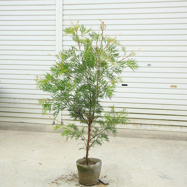 魅了 庭木 植木 グレビレア ピーチアンドクリーム 現品限り 樹高100ｃｍ 驚きの値段 Usbanoreen Co Uk