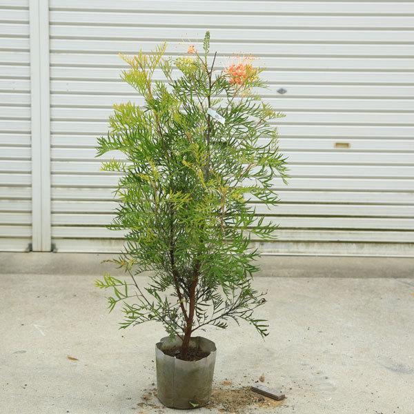 全国宅配無料 庭木 植木 グレビレア ピーチアンドクリーム 現品限り 樹高90ｃｍ 無料長期保証 Esiba Tg