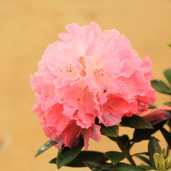 庭木 植木 鉢花 花付き 西洋シャクナゲ 西洋石楠花 ハイドンハンター 現品限り N1676v 17 遊恵盆栽 Yahoo 店 通販 Yahoo ショッピング