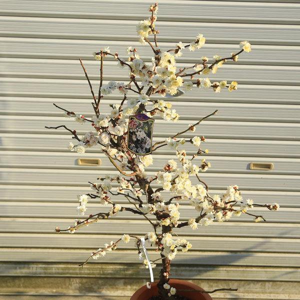 特選庭木：雲竜梅（うんりゅうばい）（白梅）* 樹高：約150cm 佐川