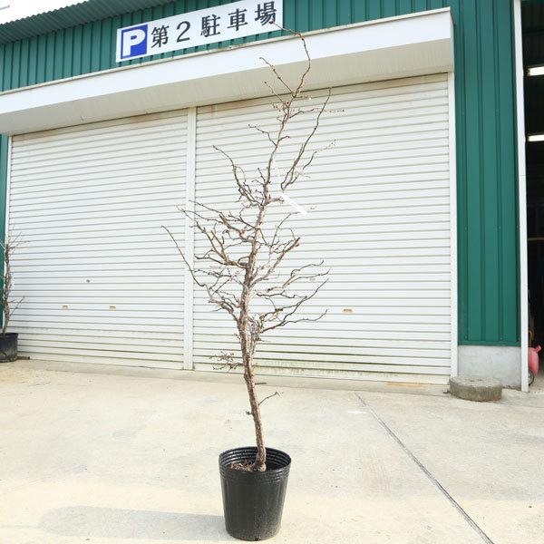 特選庭木：雲竜梅（うんりゅうばい）（白梅）* 樹高：約150cm 佐川