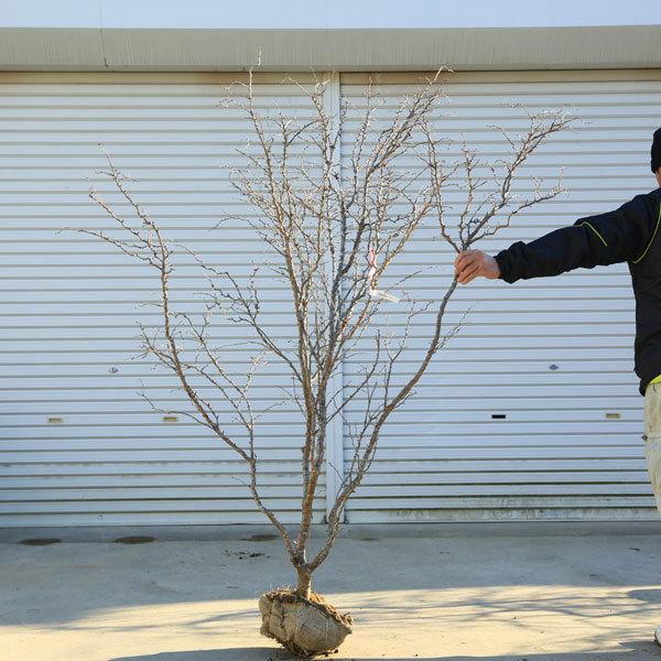 特選庭木：湖上の舞(雲竜性富士桜)こじょうのまい*　樹高：約160ｃｍ　 佐川急便大型商品発送　現品限り