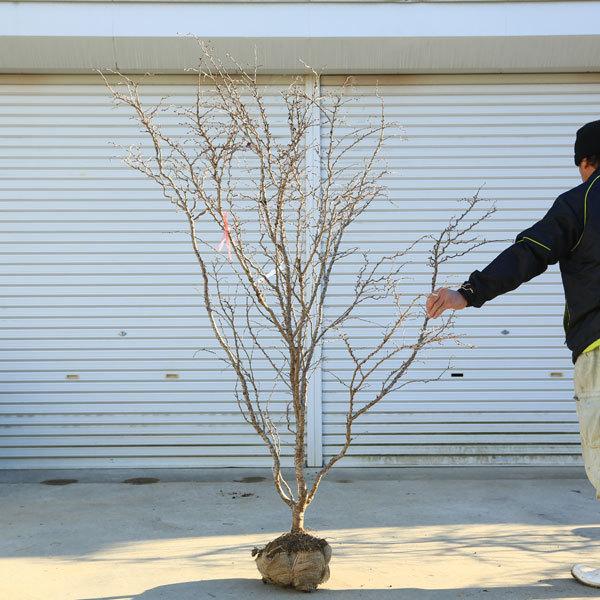 特選庭木：湖上の舞(雲竜性富士桜)こじょうのまい*　樹高：約160ｃｍ　 佐川急便大型商品発送　現品限り 雲竜性富士桜