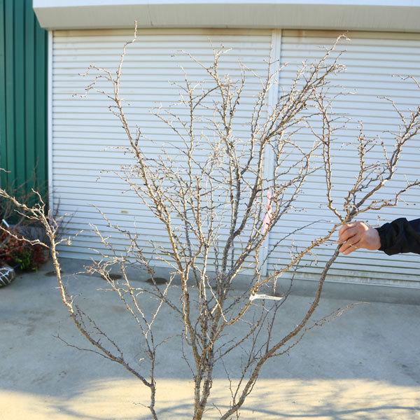 特選庭木：湖上の舞(雲竜性富士桜)こじょうのまい*　樹高：約160ｃｍ　 佐川急便大型商品発送　現品限り 雲竜性富士桜