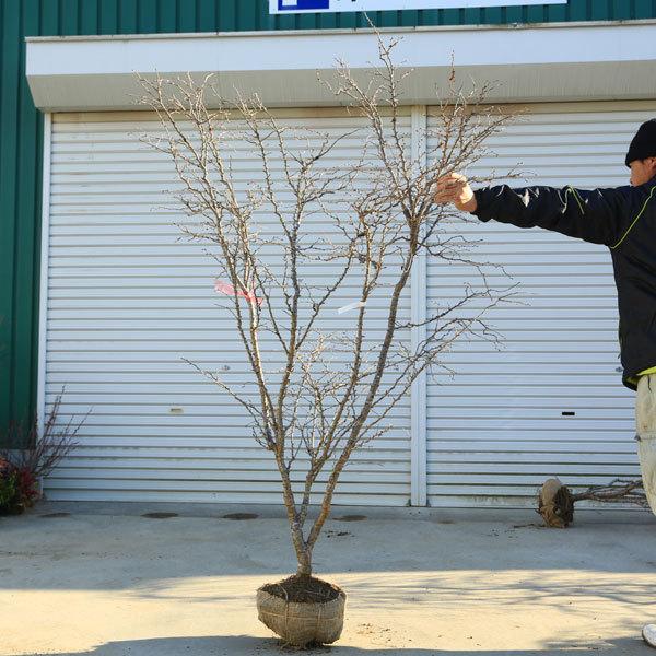 特選庭木：湖上の舞(雲竜性富士桜)こじょうのまい*　樹高：約160ｃｍ　 佐川急便大型商品発送　現品限り 雲竜性富士桜