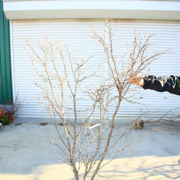特選庭木：湖上の舞(雲竜性富士桜)こじょうのまい*　樹高：約160ｃｍ　 佐川急便大型商品発送　現品限り 雲竜性富士桜