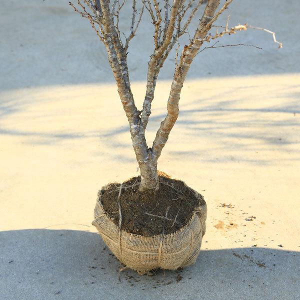 特選庭木：湖上の舞(雲竜性富士桜)こじょうのまい*　樹高：約160ｃｍ　 佐川急便大型商品発送　現品限り 雲竜性富士桜