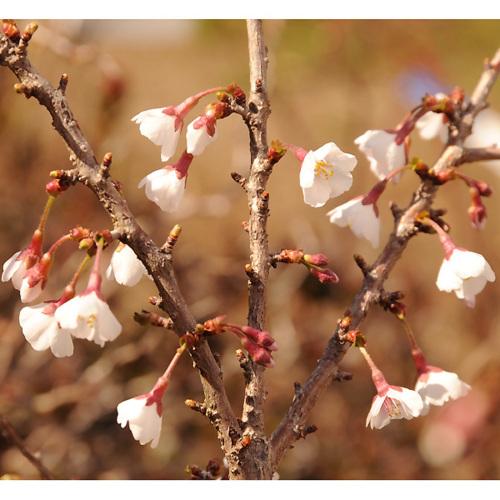 特選庭木：湖上の舞(雲竜性富士桜)こじょうのまい*　樹高：約160ｃｍ　 佐川急便大型商品発送　現品限り 雲竜性富士桜