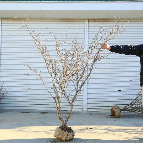 特選庭木：湖上の舞(雲竜性富士桜)こじょうのまい*　樹高：約160ｃｍ　 佐川急便大型商品発送　現品限り