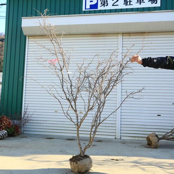 美品 特選庭木：湖上の舞(雲竜性富士桜)こじょうのまい*　樹高：約160ｃｍ　 佐川急便大型商品発送　現品限り 【PE2328880642】(14900円)