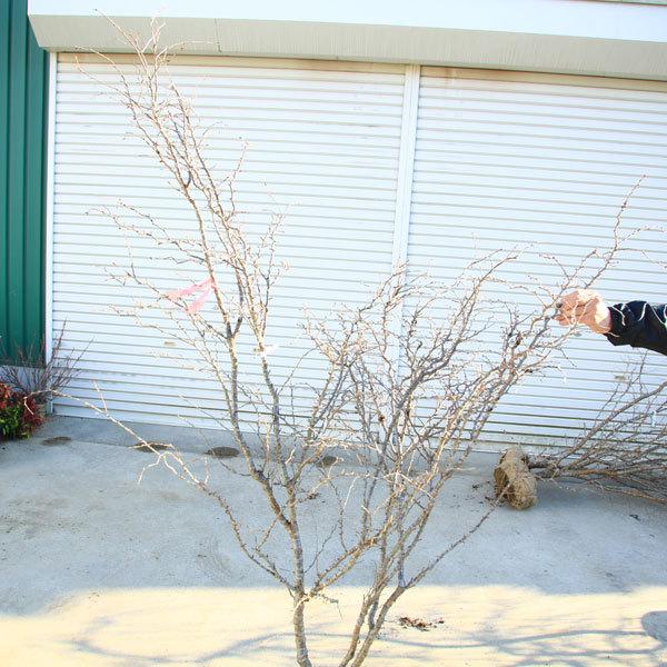 美品 特選庭木：湖上の舞(雲竜性富士桜)こじょうのまい*　樹高：約160ｃｍ　 佐川急便大型商品発送　現品限り 【PE2328880642】(14900円)