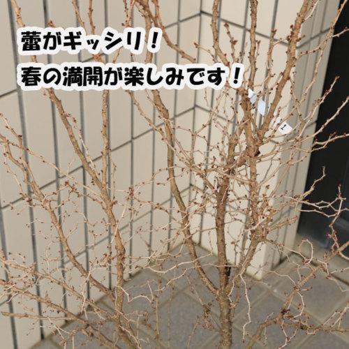 美品 特選庭木：湖上の舞(雲竜性富士桜)こじょうのまい*　樹高：約160ｃｍ　 佐川急便大型商品発送　現品限り 【PE2328880642】(14900円)