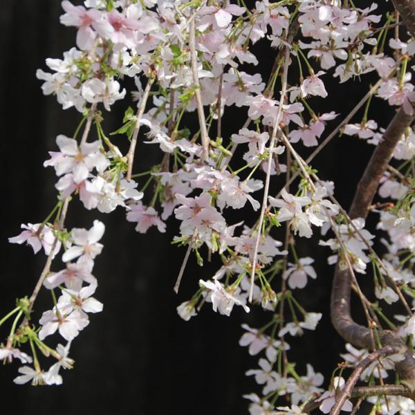 選抜現品 特撰庭木：桜・しだれ富士桜（一重しだれ桜）枝垂れ桜 選抜