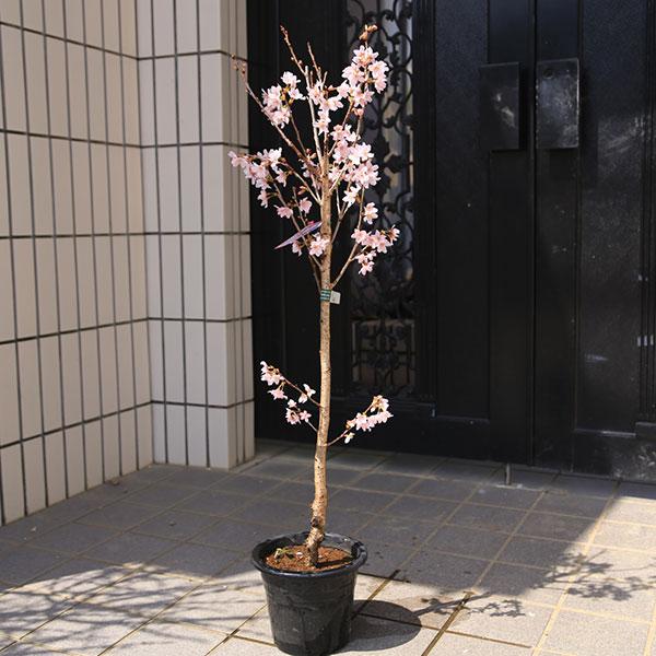 ヤドリギ直径約60㎝ 桜の台木付き 庭木・植木・苗木：けいおう桜（啓翁桜）*早咲き冬の桜 花材としても