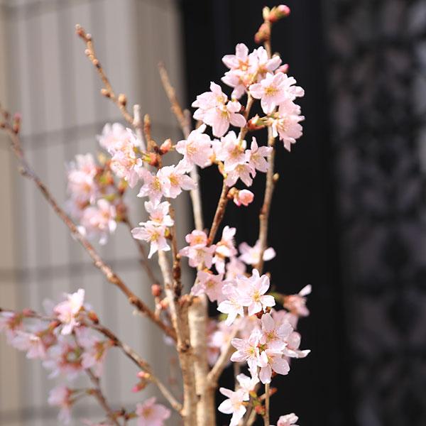 庭木・植木・苗木：けいおう桜（啓翁桜）*早咲き冬の桜 花材としても