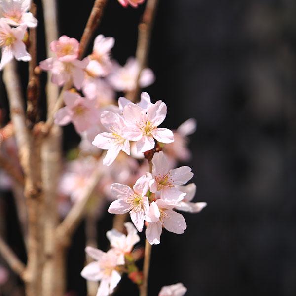 庭木・植木・苗木：けいおう桜（啓翁桜）*早咲き冬の桜 花材としても