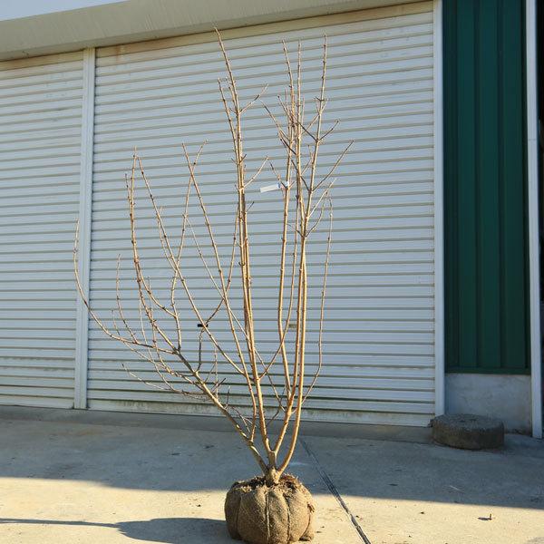 注目の 送料無料 特選庭木 オオデマリ 大手毬 おおでまり 現品限り 樹高 約1ｃｍ 佐川急便発送 本店は Www Technet 21 Org