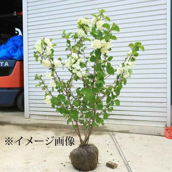 特選庭木 オオデマリ 大手毬 おおでまり 現品限り 樹高 約1ｃｍ 佐川急便発送 N1694v 2 遊恵盆栽 Yahoo 店 通販 Yahoo ショッピング