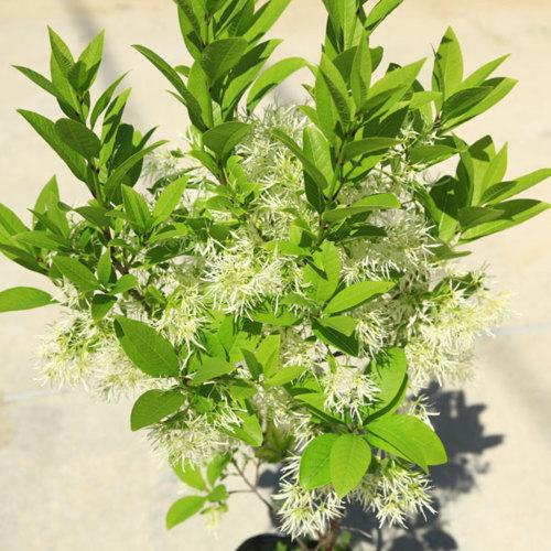 庭木・植木：ヒトツバタコ（なんじゃもんじゃの木）ナンジャモンジャ