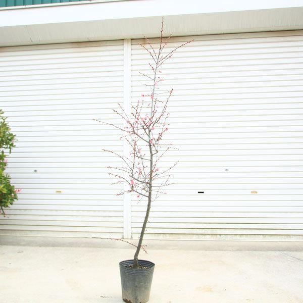 庭木：梅の木（立ち梅）*（紅梅）桃色 現品限り 樹高：約140cm 佐川