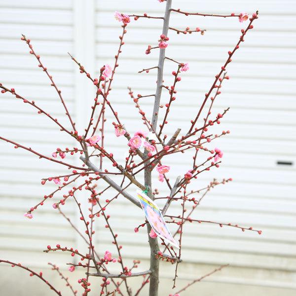 庭木：梅の木（立ち梅）*（紅梅）桃色 現品限り 樹高：約140cm