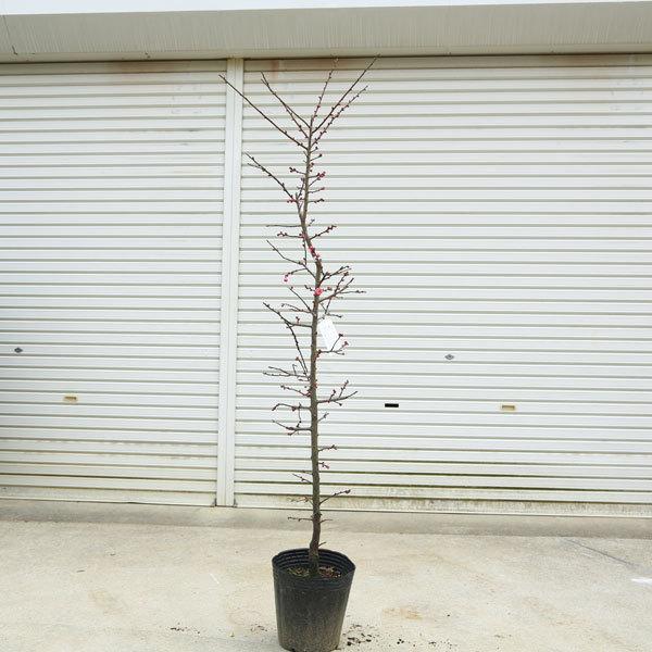 庭木：梅の木（立ち梅）（紅梅）桃色 5本再入荷* 樹高：約
