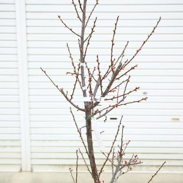 庭木：梅の木（立ち梅）（白梅）現品限り* 樹高：約140cm 佐川急便