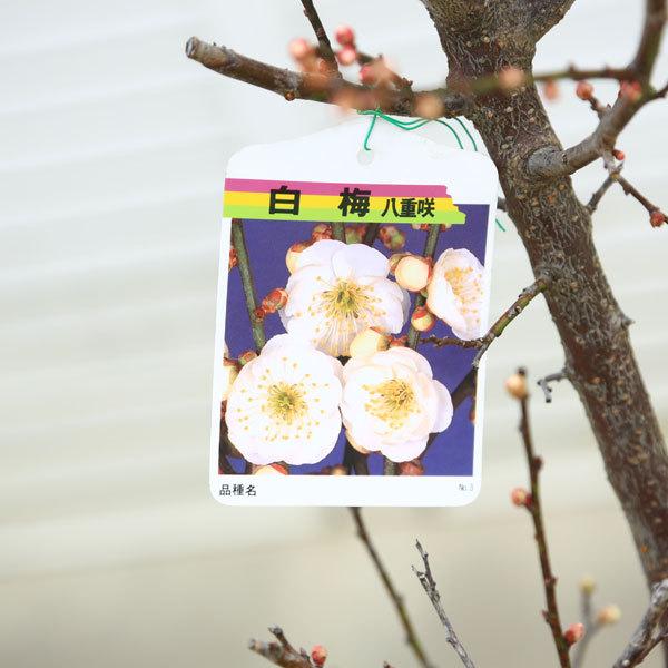 庭木：梅の木（立ち梅）（白梅）現品限り* 樹高：約140cm 佐川急便