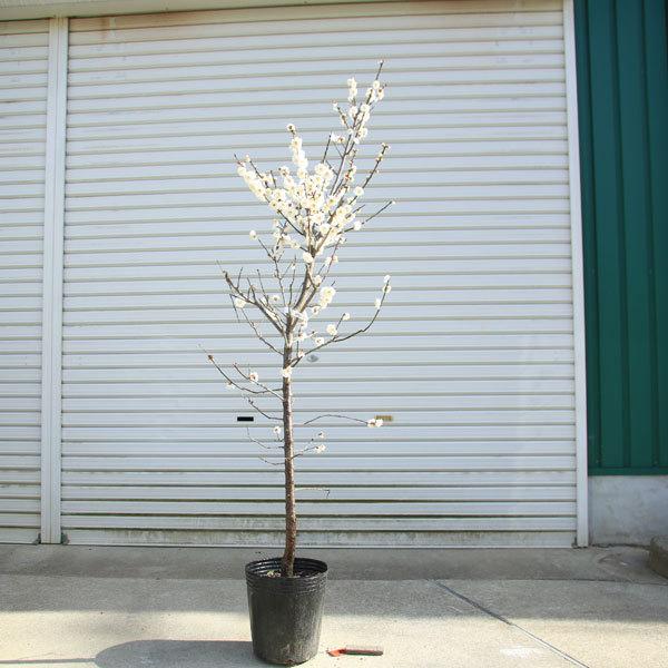 梅（白梅）庭木 庭木：梅の木（立ち梅）（白梅）現品限り* 樹高：約140cm 佐川急便