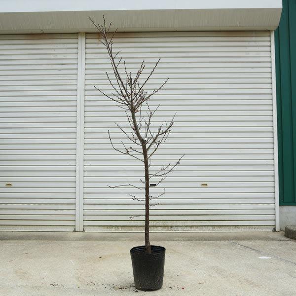 庭木：梅の木（立ち梅）（白梅）現品限り* 樹高：約140cm 佐川急便