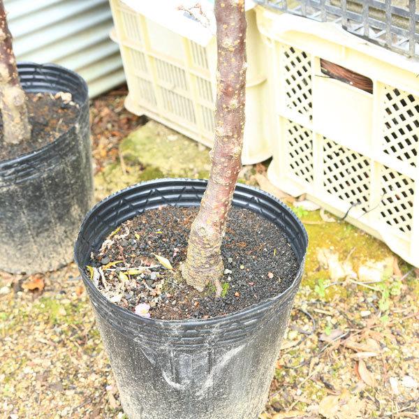 庭木：梅の木（立ち梅）（白梅）現品限り* 樹高：約140cm 佐川急便