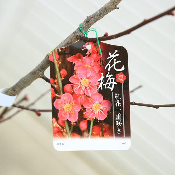 庭木:梅の木(立ち梅)(紅梅)一重 現品限り!* 樹高:約 庭木:梅の木(立ち梅)(紅梅)一重 現品限り!* 樹高:約