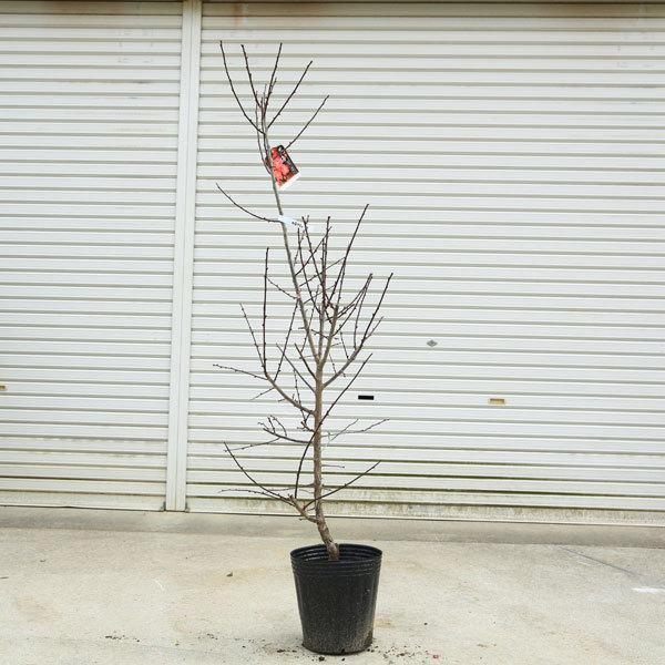 庭木:梅の木(立ち梅)(紅梅)一重 現品限り* 樹高:約140cm 庭木:梅の木(立ち梅)(紅梅)一重 現品限り* 樹高:約140cm