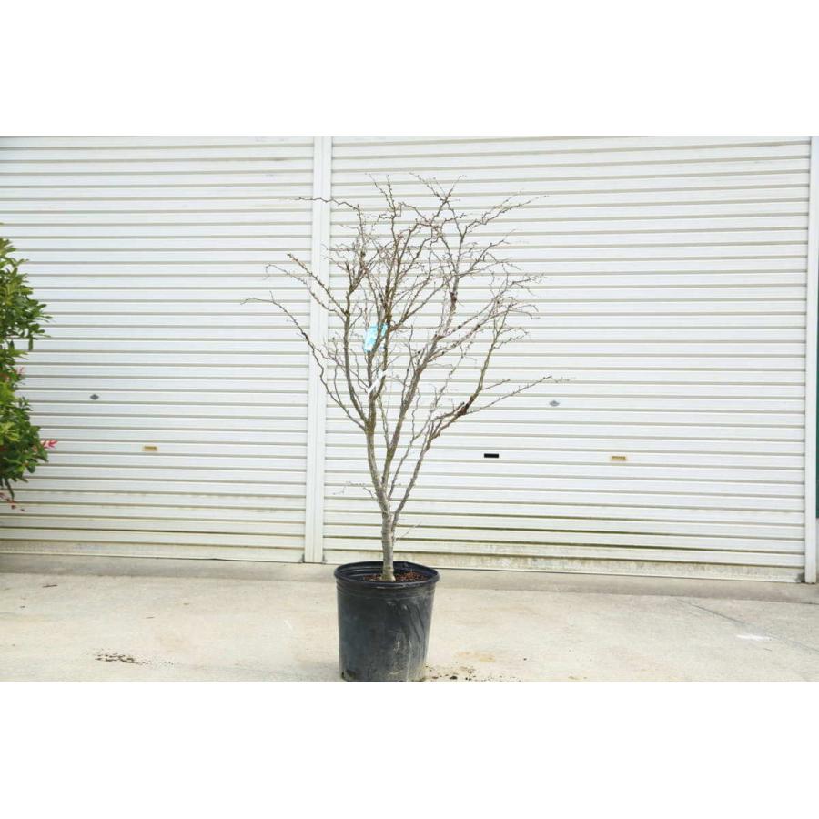 送料無料 庭木 湖上の舞 雲竜性富士桜 こじょうのまい 樹高 約1ｃｍ 佐川急便大型商品発送 現品限り N1697v 2 遊恵盆栽 Yahoo 店 通販 Yahoo ショッピング