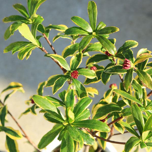 特選庭木・植木：斑入り沈丁花 前島 大株* 樹高40cm 圧倒的美しさ