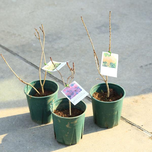 庭木 植木 スモークツリー大人気３種 ルビーハートorラブリーローズorグリーンボール ご希望品種お選びください お花は終了しました 佐川急便発送 N1702v 遊恵盆栽 Yahoo 店 通販 Yahoo ショッピング