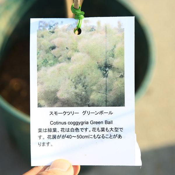 庭木 植木 スモークツリー大人気３種 ルビーハートorラブリーローズorグリーンボール ご希望品種お選びください お花は終了しました 佐川急便発送 N1702v 遊恵盆栽 Yahoo 店 通販 Yahoo ショッピング