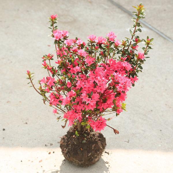 花あそび クルメツツジ久留米つつじ 花遊び 3本セット 約30cm 庭木：久留米つつじ*クルメツツジ （花遊び）はなあそび 濃い桃花