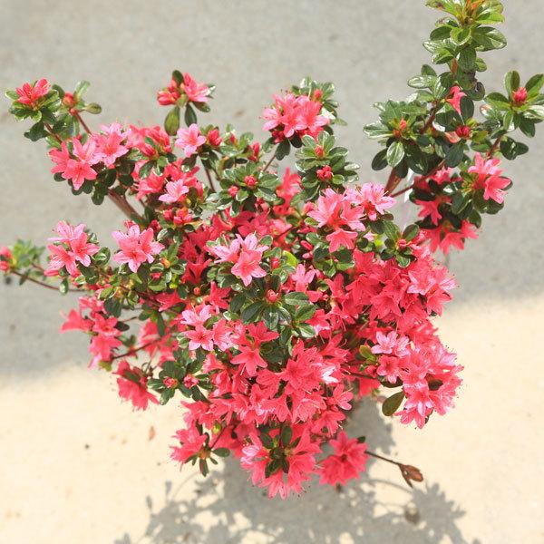 花あそび クルメツツジ久留米つつじ 花遊び 3本セット 約30cm 庭木：久留米つつじ*クルメツツジ （花遊び）はなあそび 濃い桃花
