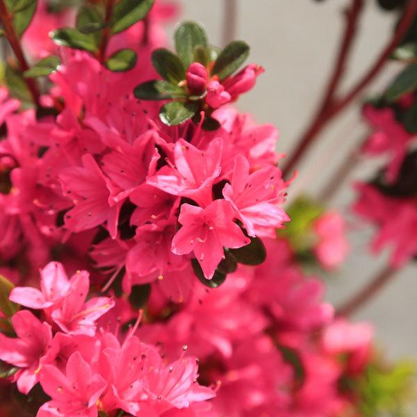 庭木：久留米つつじ*クルメツツジ （花遊び）はなあそび 濃い桃花